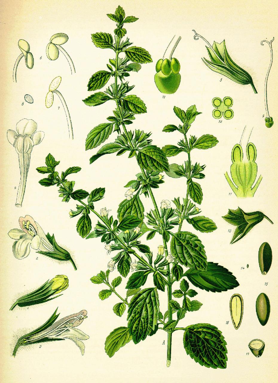 Lemon balm illustration from Köhler's<br/>Medizinal Pflanzen, 1887 (Public domain)