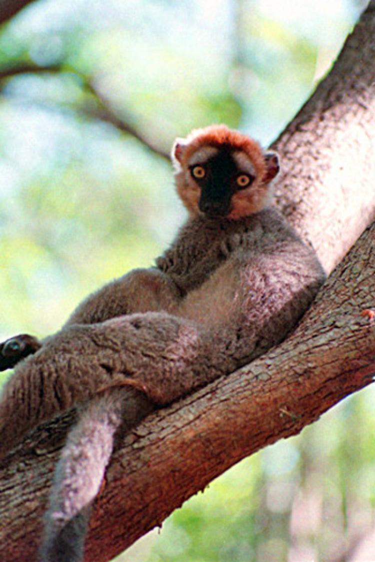 <a href="https://www.theepochtimes.com/assets/uploads/2015/10/red-fronted-brown-lemur.jpg"><img src="https://www.theepochtimes.com/assets/uploads/2015/10/red-fronted-brown-lemur.jpg" alt="ON AN ISLAND: An endangered Red Lemur, Eulemur rufus, lounges on a tree branch at Berenty Reserve, a 200 hectare island of forest surrounded by desert in southern Madagascar. (Jan Jekielek/The Epoch Times)" title="ON AN ISLAND: An endangered Red Lemur, Eulemur rufus, lounges on a tree branch at Berenty Reserve, a 200 hectare island of forest surrounded by desert in southern Madagascar. (Jan Jekielek/The Epoch Times)" width="320" class="size-medium wp-image-1870472"/></a>