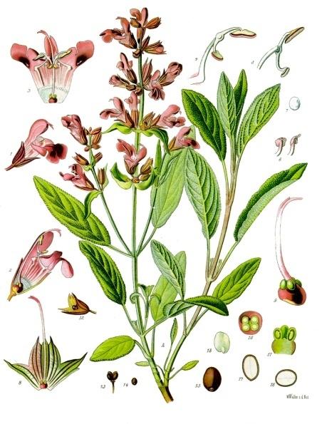 Salvia officinalis from "Köhler's Medizinal-Pflanzen," 1887 (Public Domain)