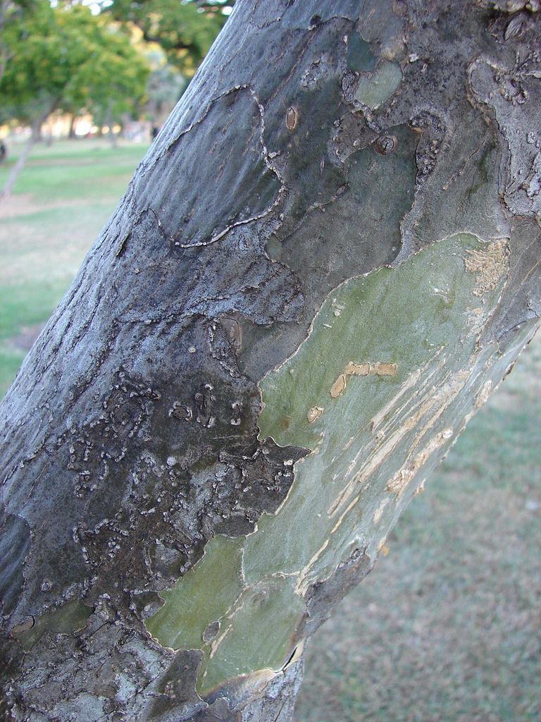 Trunk of the guaiac tree. (Forest & Kim Starr/Wikimedia Commons)