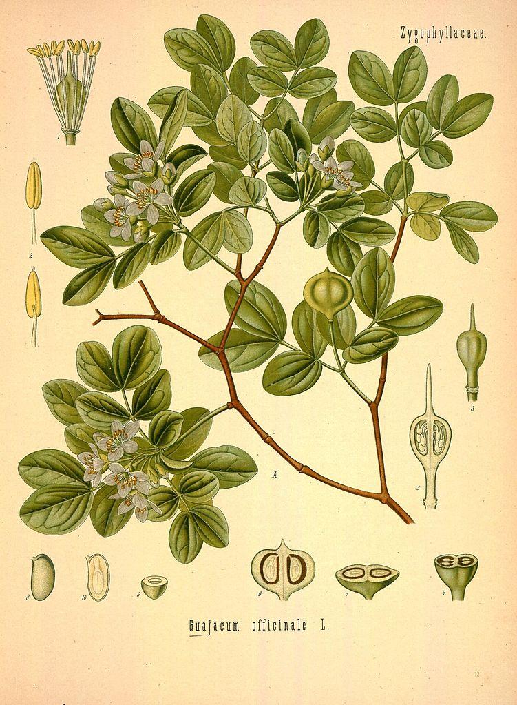 Illustration of guaiac leaves from Kohler's Medicinal Plants (1887). (Public domain)