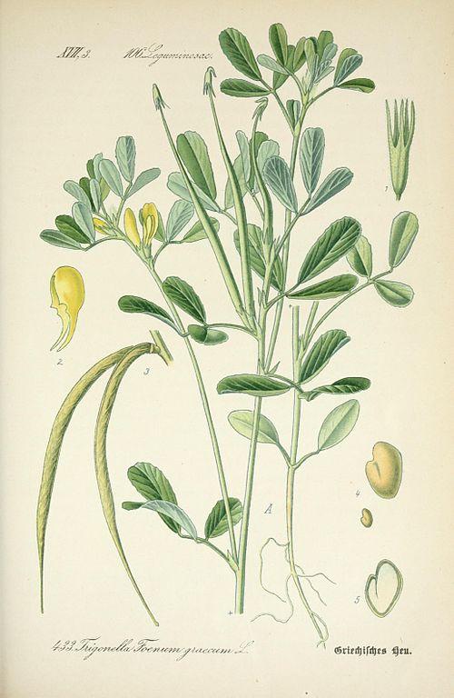 Botanical illustration of fenugreek from "Dr. Otto Thomé's Flora von Deutschland," (1888). (Public Domain)