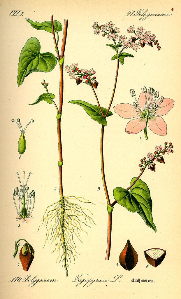 Buckwheat illustration from Dr. Otto Wilhelm Thomé's Flora von Deutschland, 1885. (Public domain)