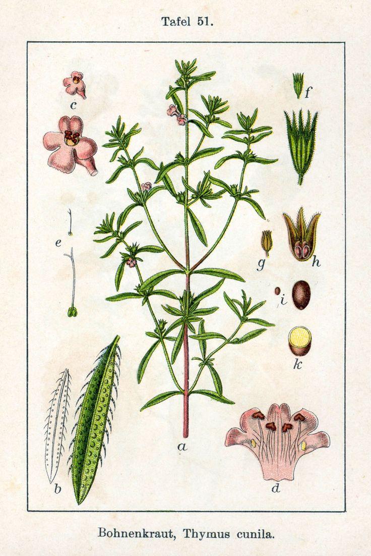Summer savory (Satureja hortensis) from Jacob Sturm's "Deutschlands Flora in Abbildungen," 1796 (Public domain)