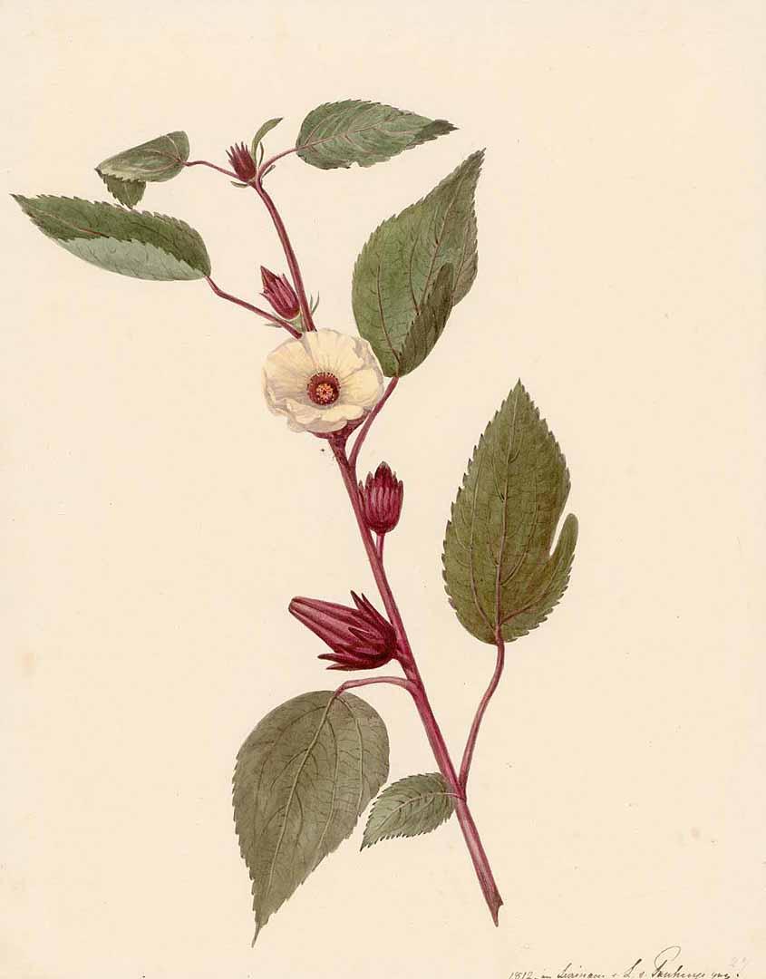 Hibiscus sabdariffa illustration from the Watercolours of Surinam, 1811-1824. (Public domain)