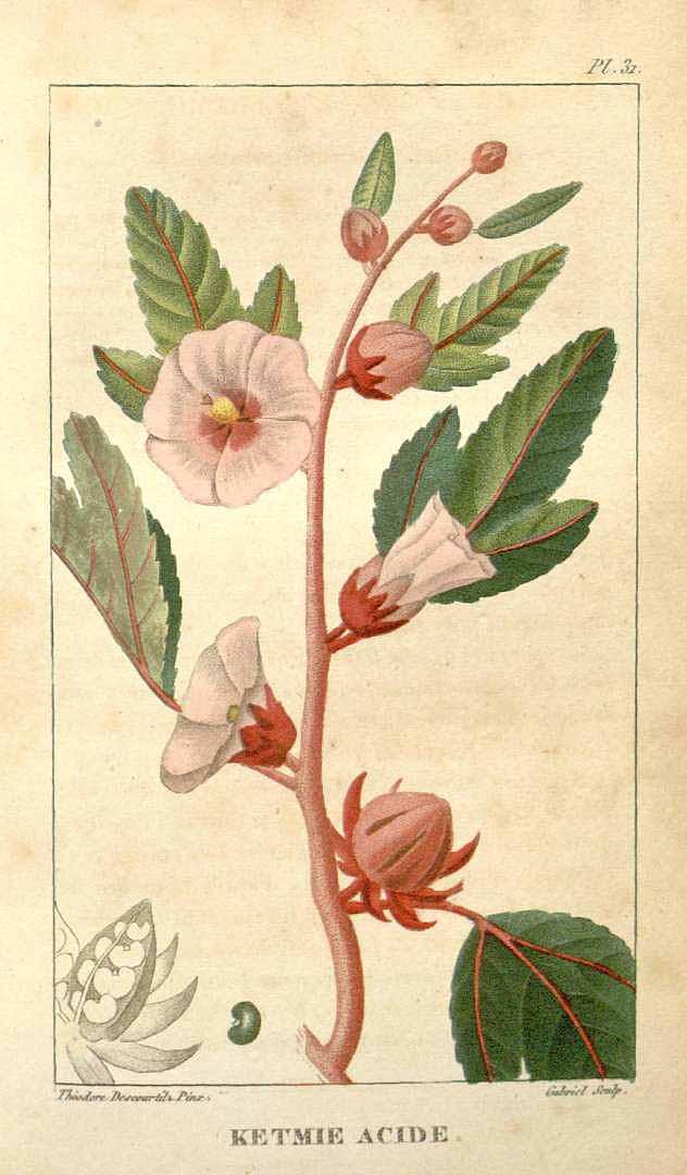 An illustration of Hibiscus sabdariffa by M.E. Descourtilz from 1821. The calyx—the red part found at the base of the flower—is used to make a sour tea. (Public domain)