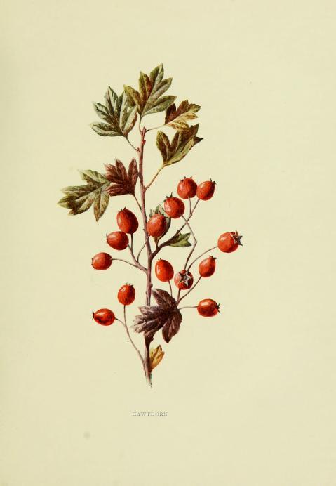 Hawthorn illustration from "From Wild Fruits of the Countryside," by F. Edward Hulme, 1902 (Public domain)