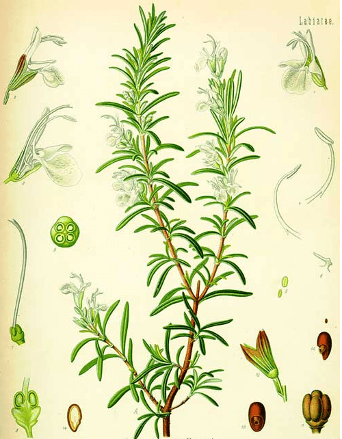 Botanical illustration of rosemary from Kohler's Medicinal Plants, 1887. (Public Domain)