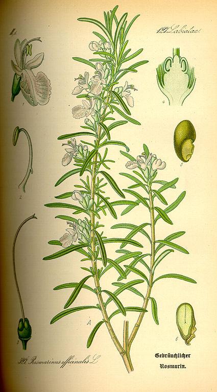 Rosemary illustration from Dr. Otto Wilhelm Thomé's "Flora von Deutschland," 1885 (Public Domain)