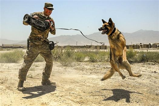 A U.S. Soldier trains his working dog on Bagram Airfield, Afghanistan, on July 4, 2015. (U.S. Army photo by Chief Warrant Officer 2 Ryan Boas)