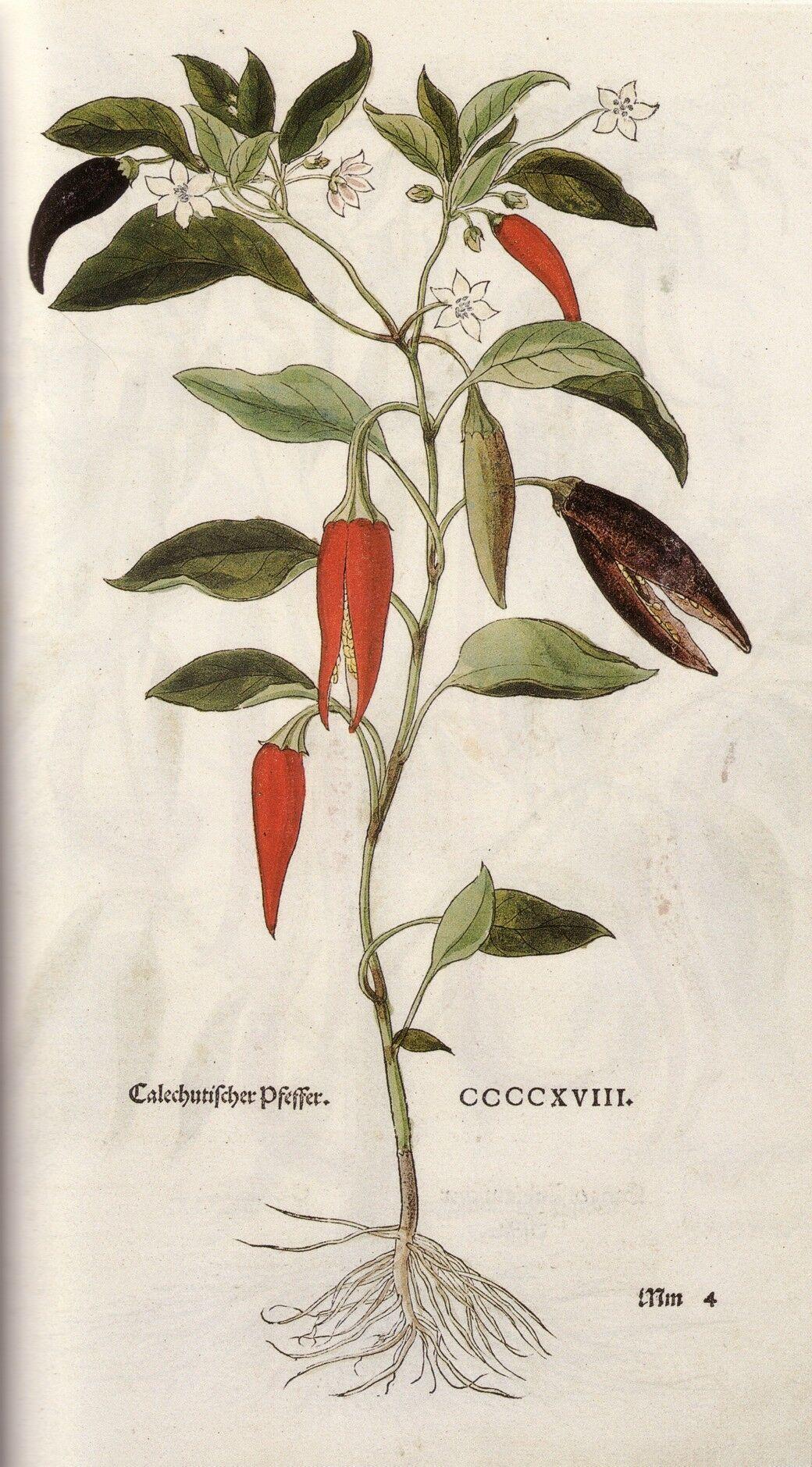 Cayenne pepper illustration by Leonhart Fuchs. (Public Domain)