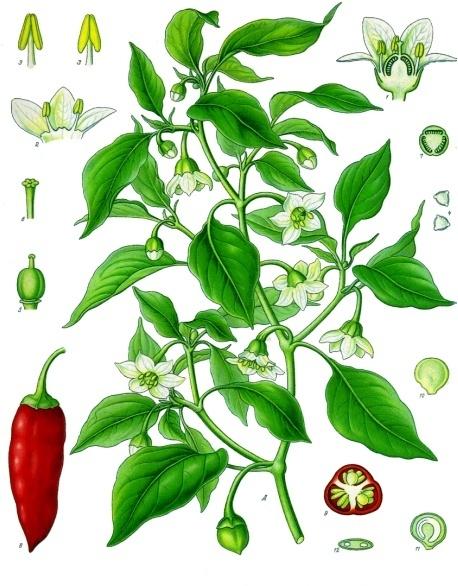 Botanical illustration of cayenne pepper by Franz Eugen Köhler. (Public Domain)