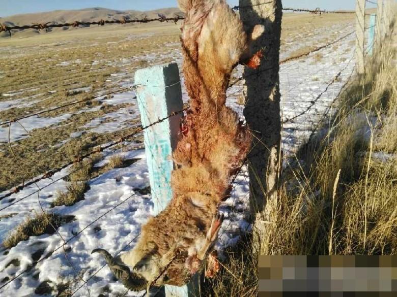 Image of a Przewalski's gazelle trapped in barbed wire. (Oriental Net)