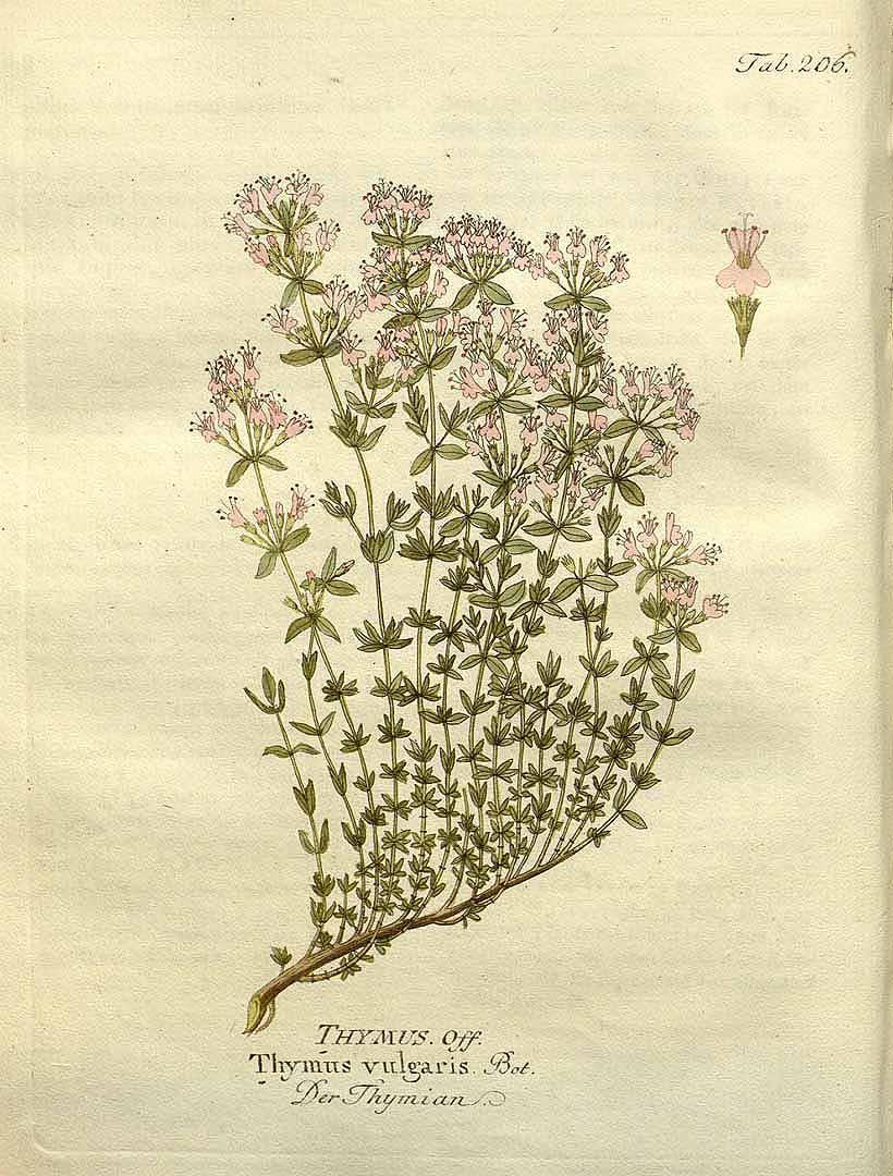 Thyme illustration by F.B. Vietz from 1804. (Public Domain)
