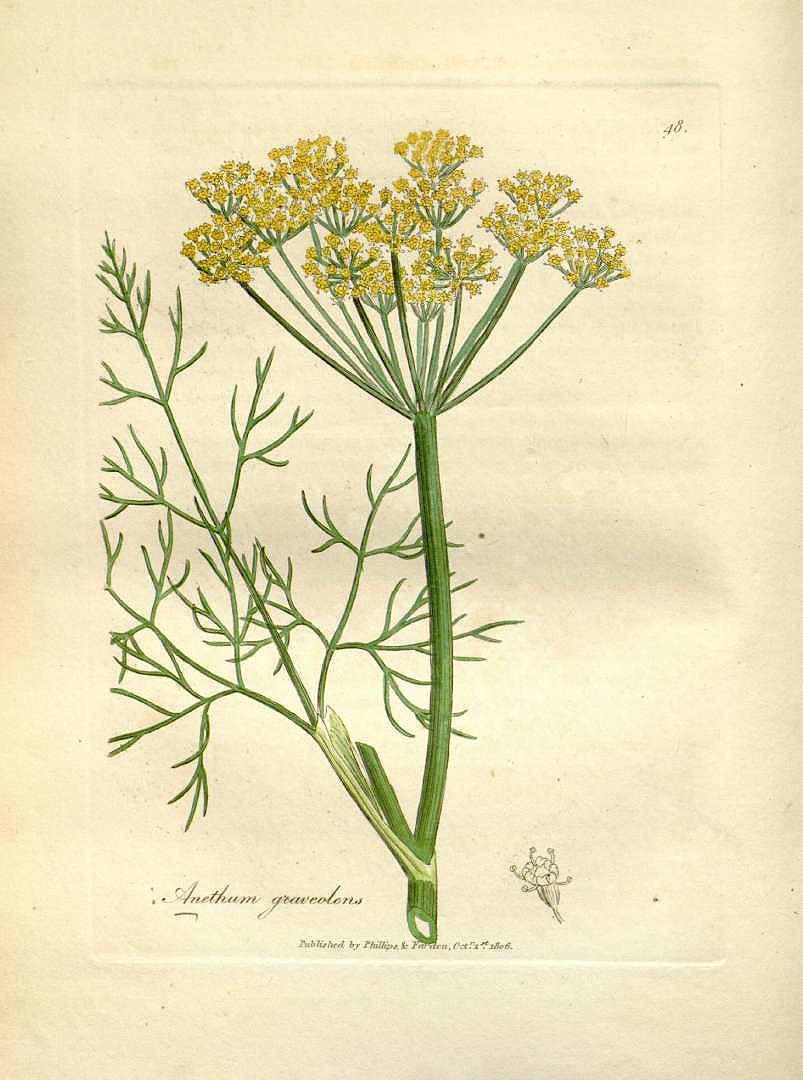 Dill Illustration from 1832 book on Medical Botany. (Public Domain)