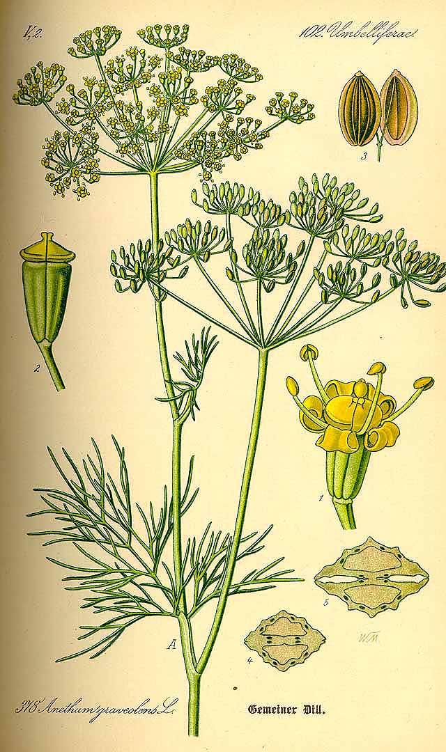Botanical illustration of dill by Otto Thomé, 1885. (Public Domain)