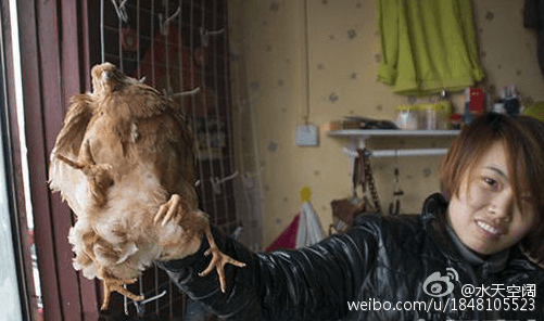 The farm owner and the chicken. (Sina Weibo)