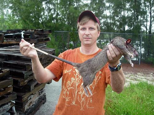 A Gambian pouched rat found in Florida (FWS and Wildlife Services)