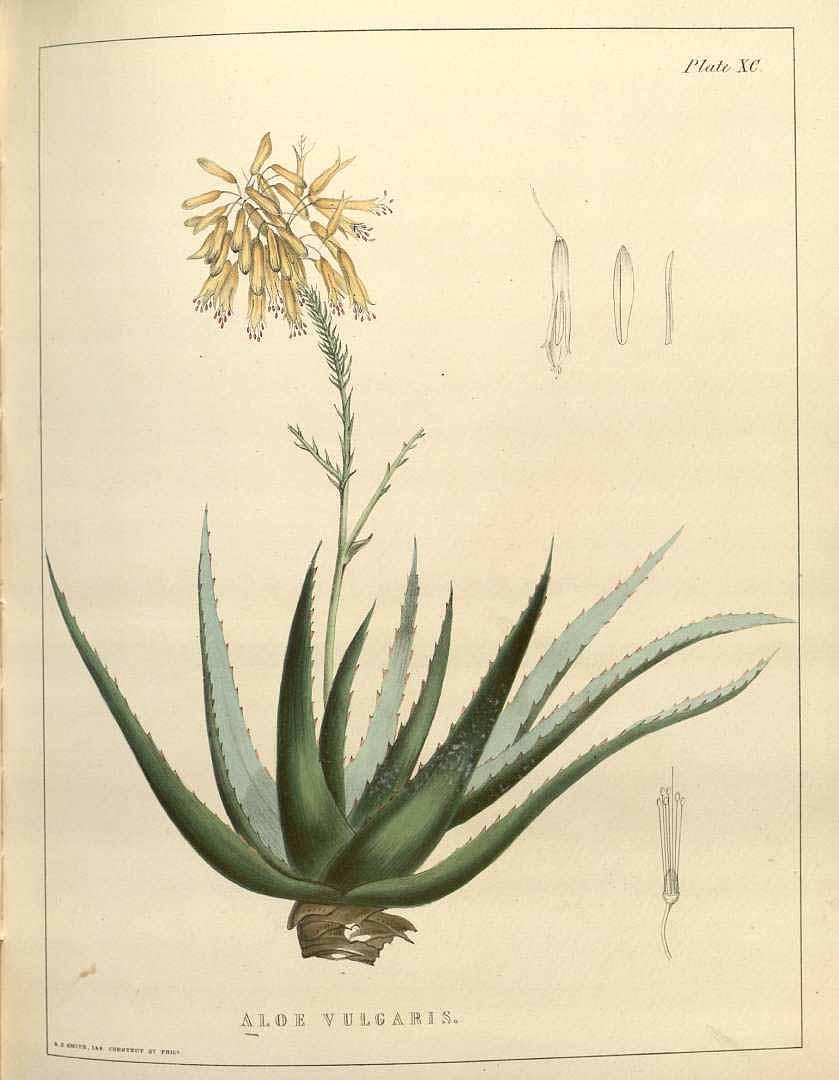 Aloe illustration from 1847 medical botany book. (Public Domain)