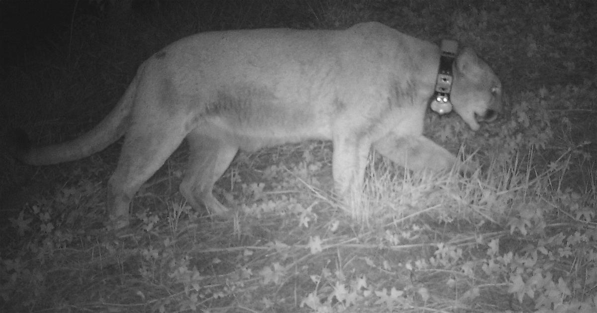 A photo image of the P-22 mountain lion on Los Angeles Zoo grounds that was seen on a surveillance camera. (Courtesy Los Angeles Zoo)