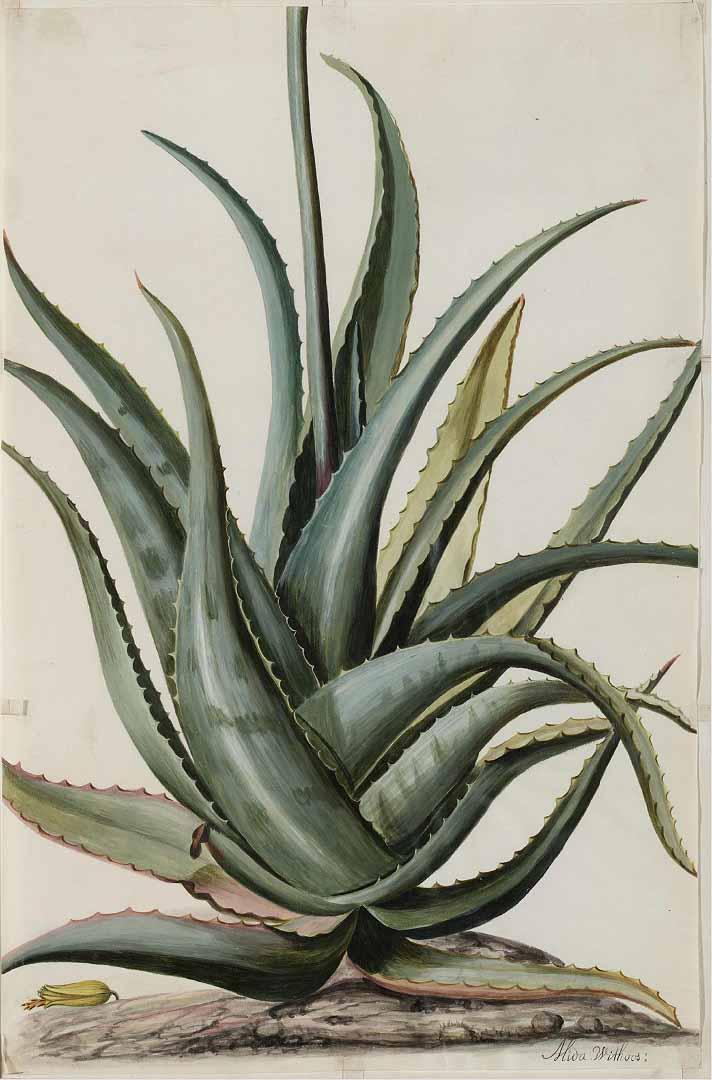 Aloe illustration from the Moninckx Atlas, 1682-1709. (Public Domain)
