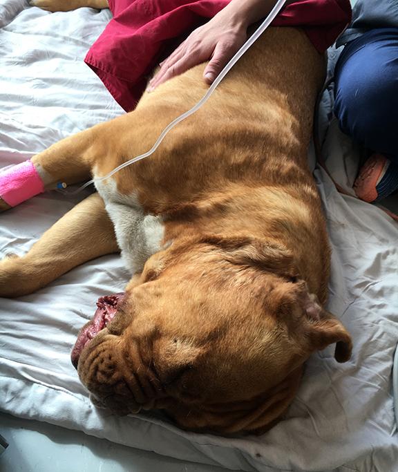 Honey, a Dogue de Bordeaux, recovers Monday, March 14, 2016, at the Santa Fe animal shelter's Thaw Animal Hospital in Santa Fe, N.M. after a stuffed polar bear was removed from her intestines. (Photo by Ben Swan/The Santa Fe Animal Shelter)