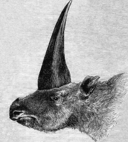 First published restoration of Elasmotherium sibiricum, by Rashevsky under supervision of A.F. Brant. (Public Domain)