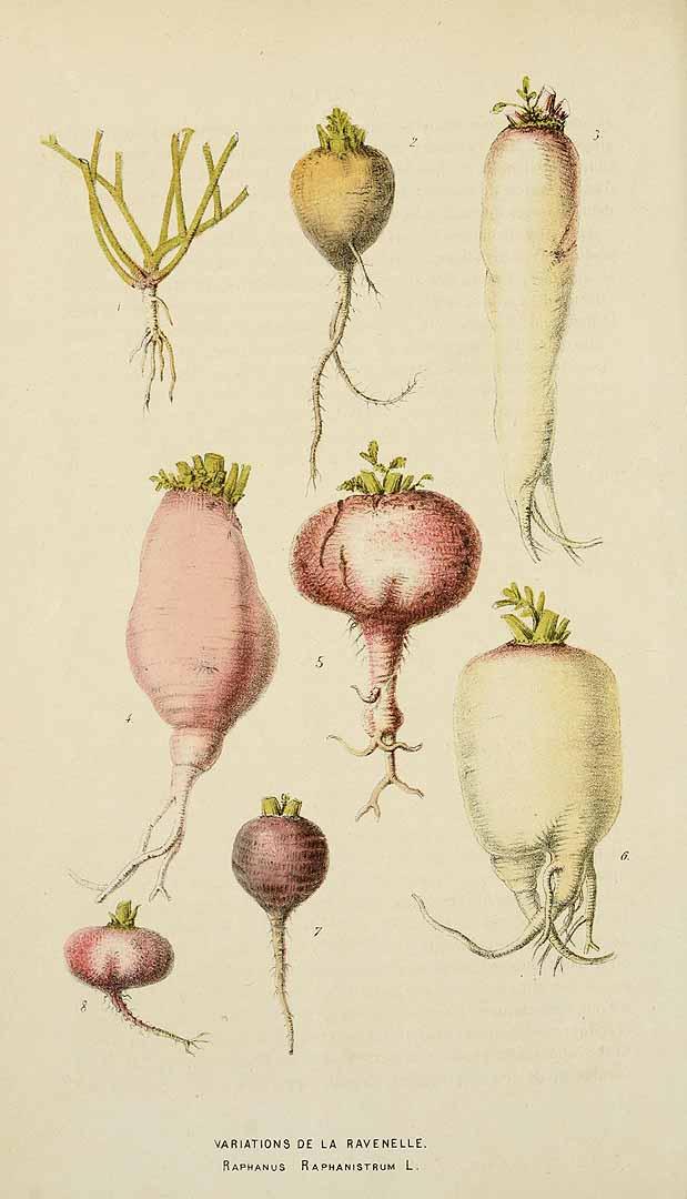 Radishes come in a wide variety of shapes and sizes, as seen in this illustration from 1869. (Public Domain)