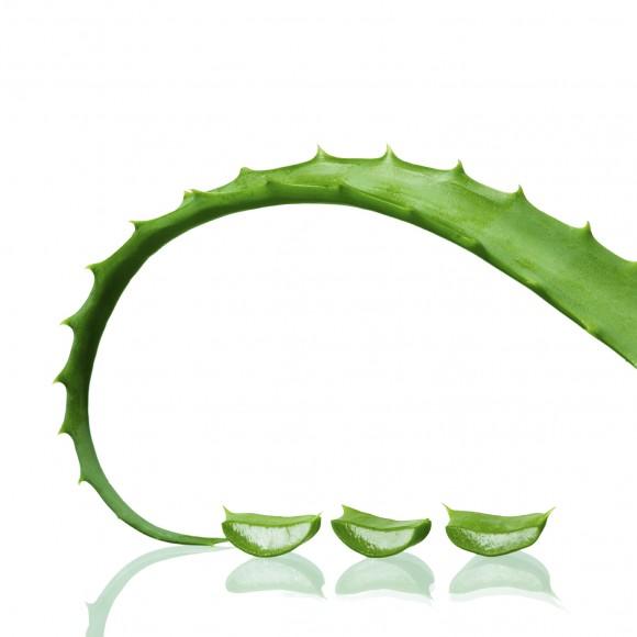 Aloe Vera leaf with slices i(nambitomo/iStock)