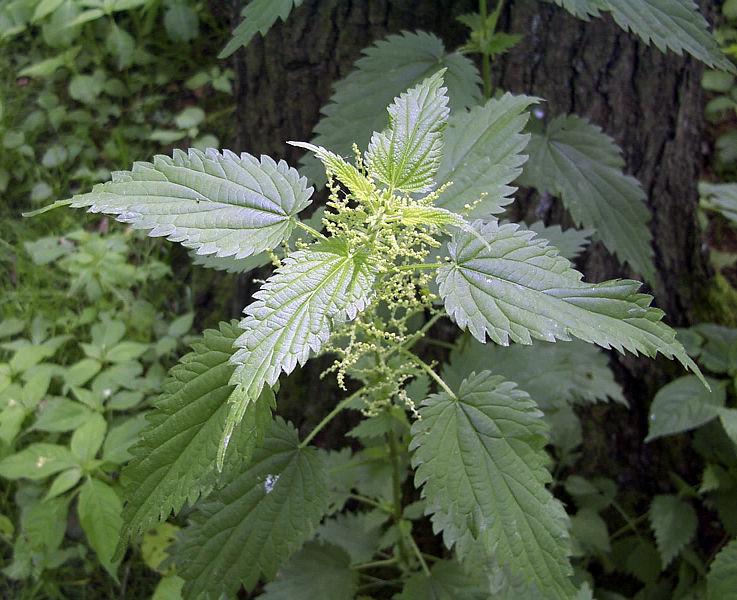 Stinging nettle (Urtica dioica) by Uwe H. Friese, Bremerhaven 2003 (Wikimedia)