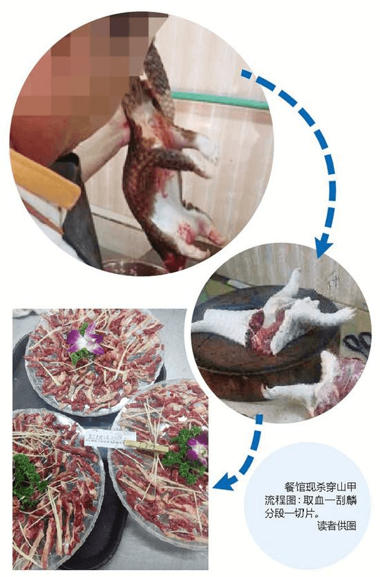 Diagram showing the slaughter and preparation of Chinese pangolins. (via Peng Pai)