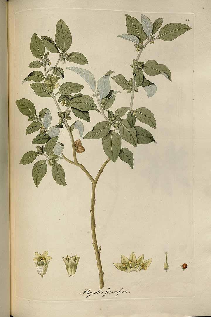 Ashwagandha illustration from J.F. Jacquin's Eclogae plantarum, 1816. (Public domain)
