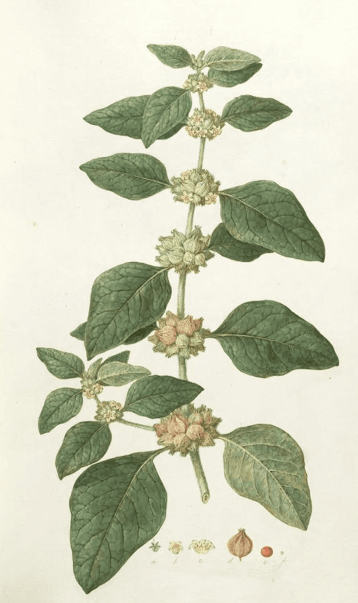 Ashwagandha illustration from the Flora Graeca, 1819. (Public domain)