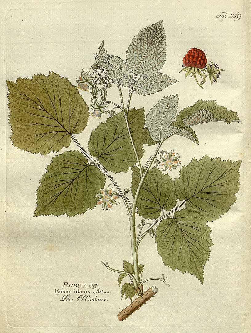 Raspberry illustration from F.B. Vietz's Icones plantarum, 1804 (Public Domain)