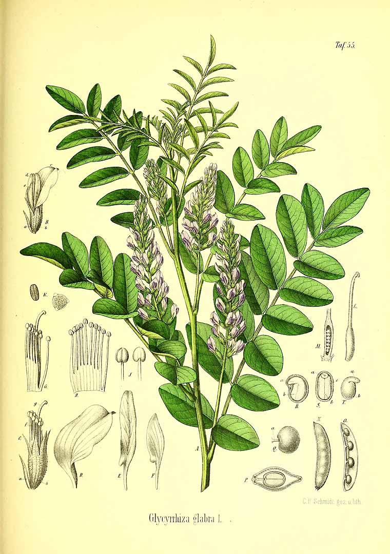 Licorice illustration from the "Atlas der officinellen Pflanzen," 1896. (Public Domain)