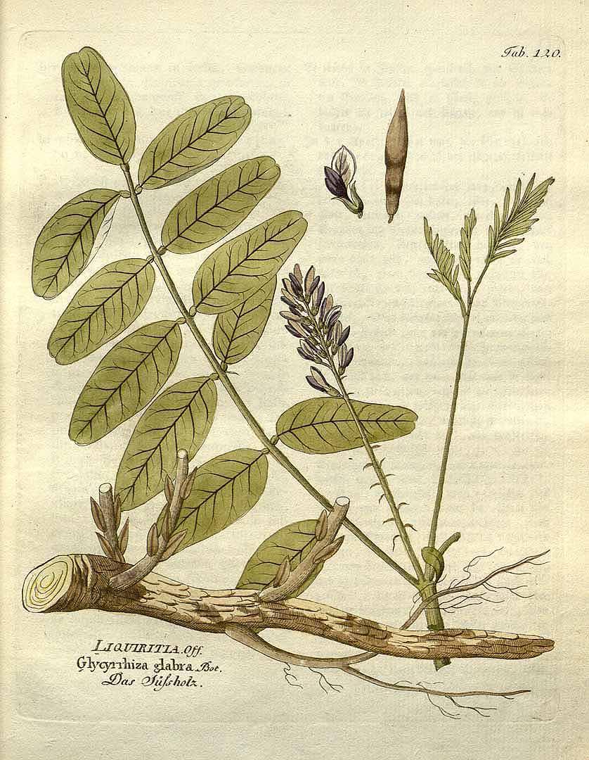 Licorice illustration from the "Icones plantarum," by F.B. Vietz, 1804. (Public Domain)