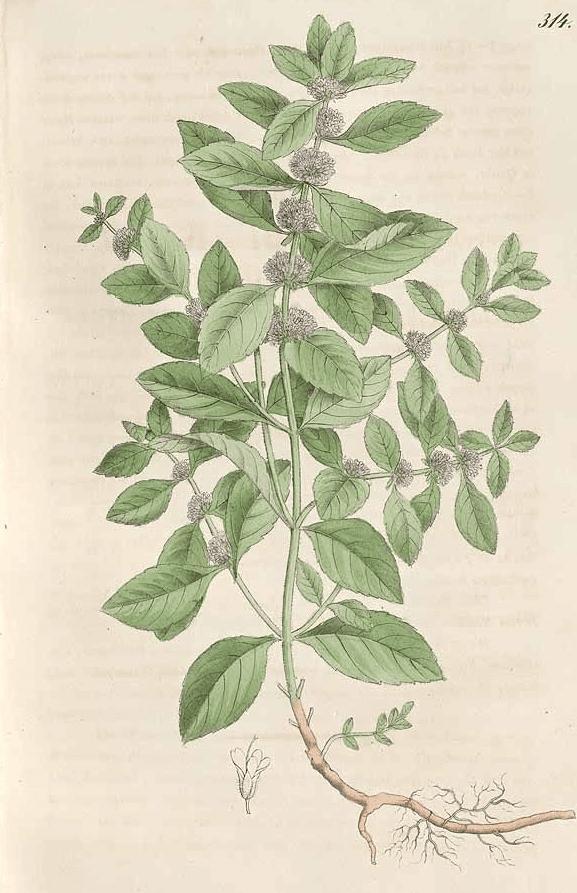 Mentha arvensis is known as wild mint, corn mint, or bo he to the Chinese. This illustration is by A.G. Dietrich, 1837. (Public Domain)