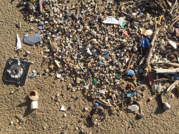 Plastic debris on a beach. (Courtesy of Charles Rolsky)