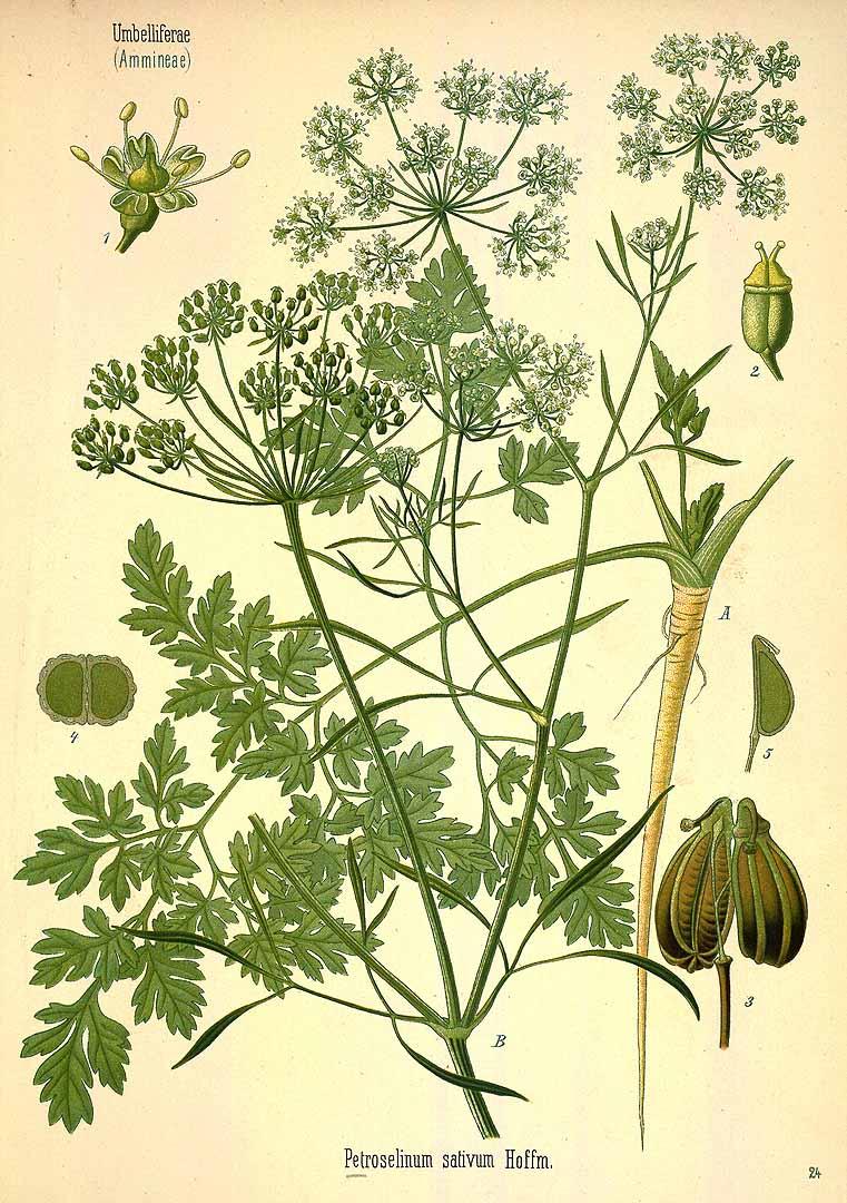Parsley illustration from Köhler's Medicinal Plants, 1890. (PD Art)