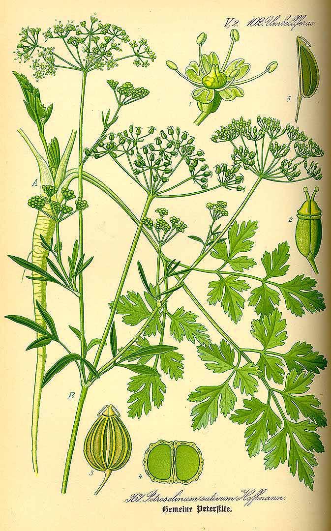 Parsley illustration by Otto Thome, 1885. (PD Art)
