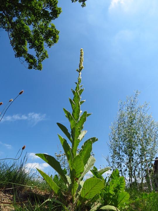 Common mullein, Verbascum thapsus (Public Domain)