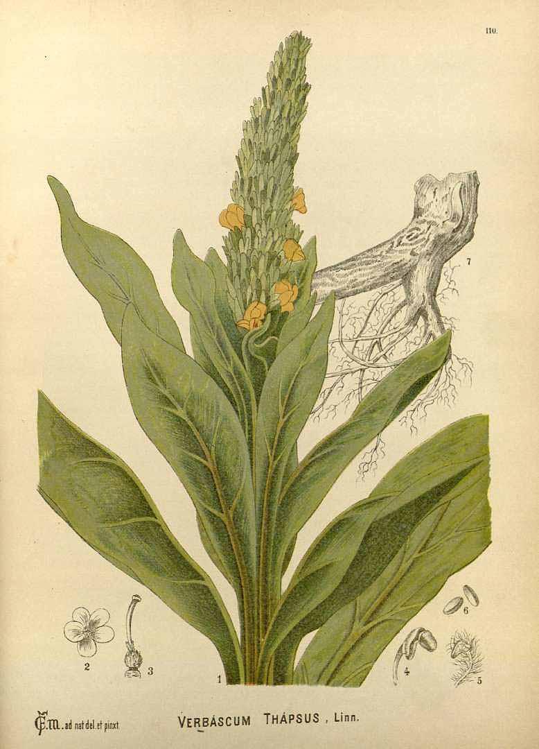 Mullein illustration by American botanist Charles Frederick Millspaugh, 1892 (Public Domain)