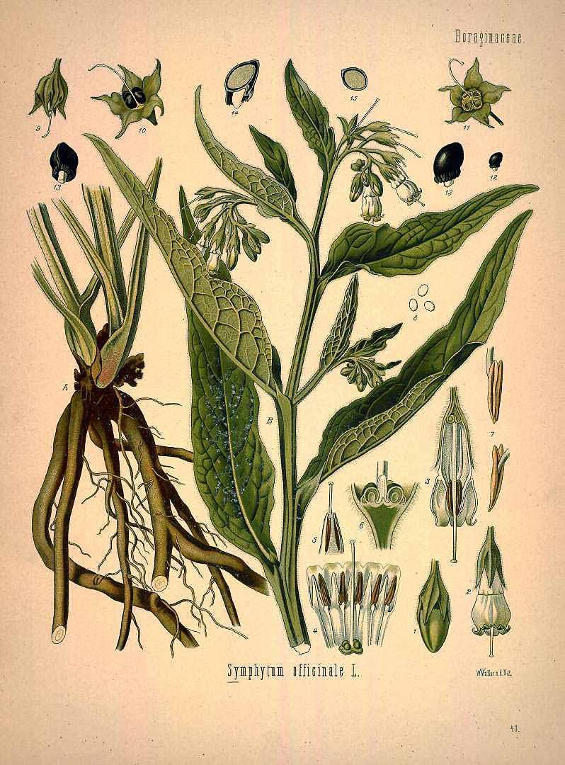 Comfrey illustration from Kohler's Medicinal Plants, 1887. (Public Domain)