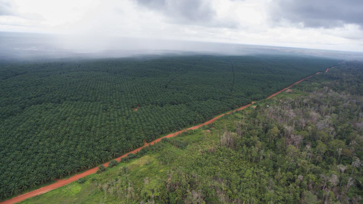 A file photo of the border between Korindo's PT Tunas Sawa Erma palm oil plantation and the indigenous forest. (Mighty)