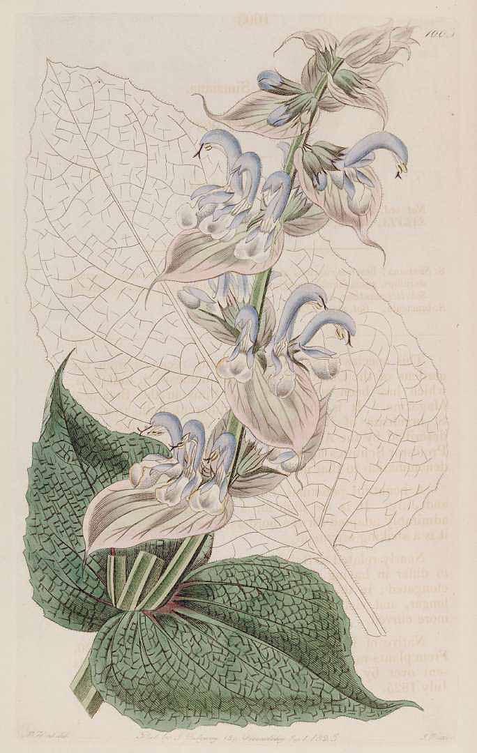 Clary sage illustration from 1826. (PD-Art)