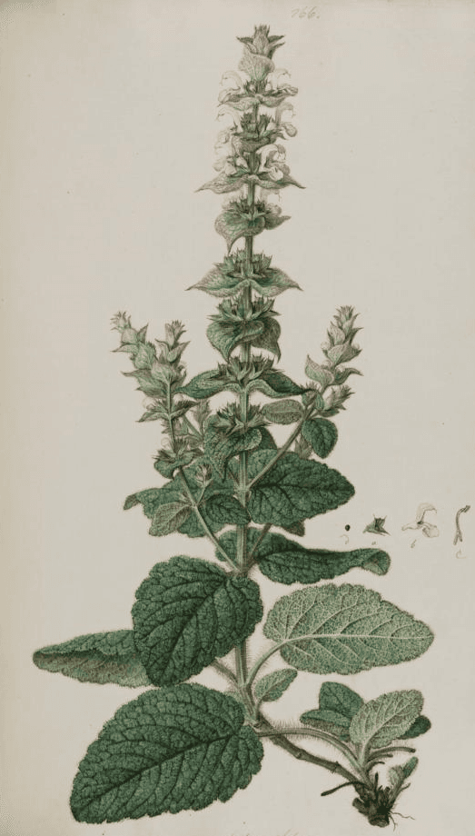 Clary sage illustration from 1806. (PD-Art)