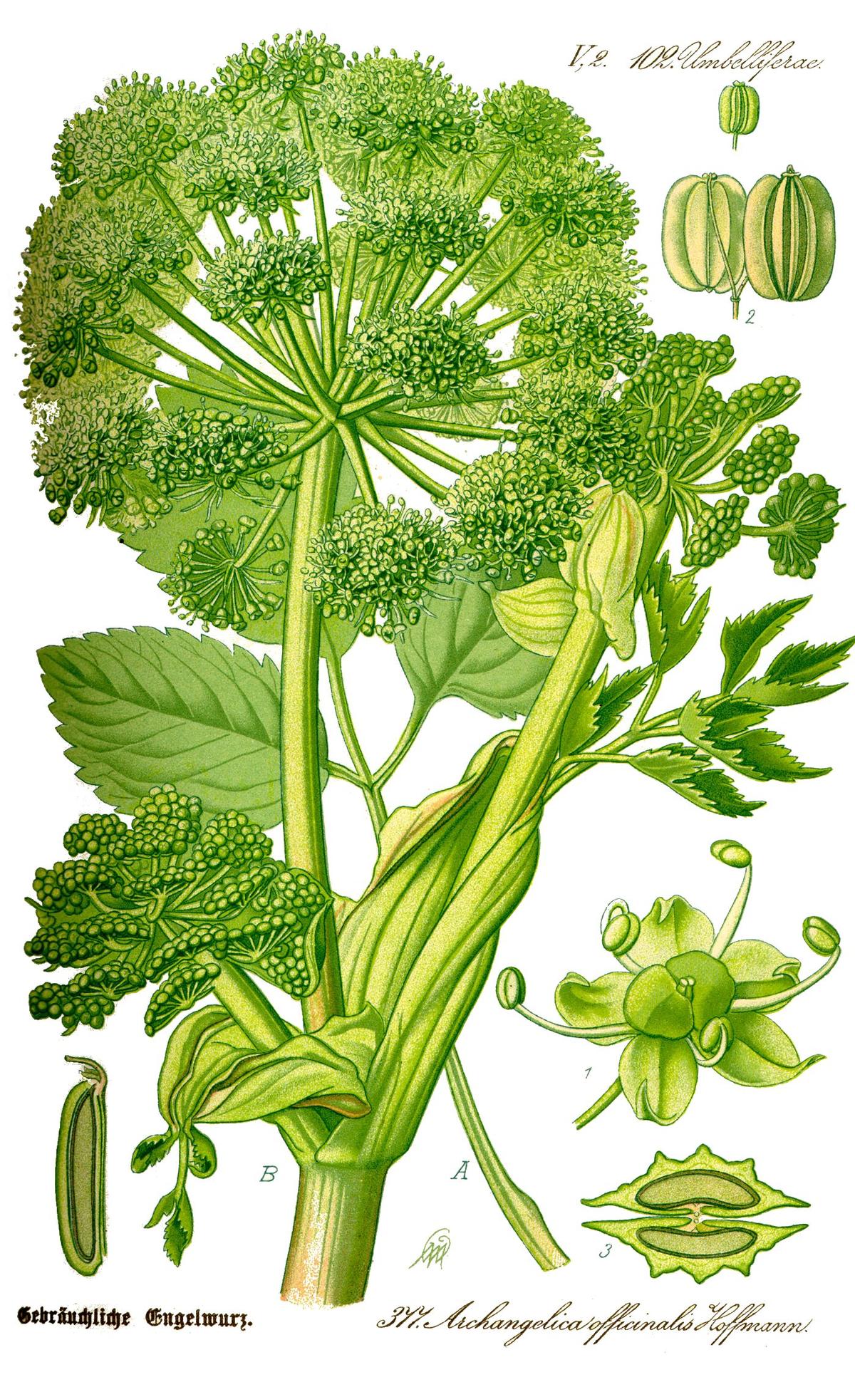 An 1885 illustration of Angelica archengelica, a European plant closely related to dong quai (Angelica sinensis). (Public domain)