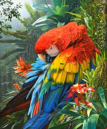 First Place Animal Category: Jewel of the Amazon. (Stephen Jesic)