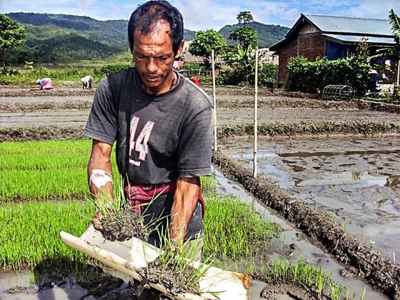A farmer in a rice field in Manipur, India, in August 2013. (Courtesy of Mr. Tomba)
