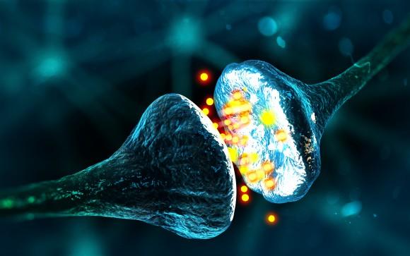 A synapse and neural cells. (Andrii Vodolazhskyi/Shutterstock)